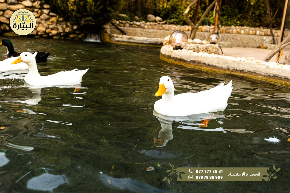 Bayarah photography — Waterfall and pond — 004